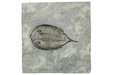 Dalmanites Trilobite Fossil - New York #295589-1